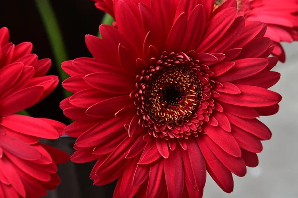 Красивый Цветок Герберы Вид Сверху — стоковое фото