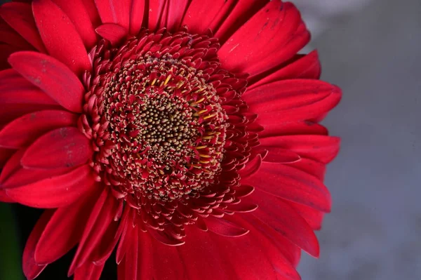 Güzel Gerbera Çiçeği Yakın Görüş — Stok fotoğraf