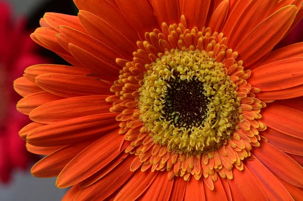 Krásná Gerbera Květina Zblízka — Stock fotografie