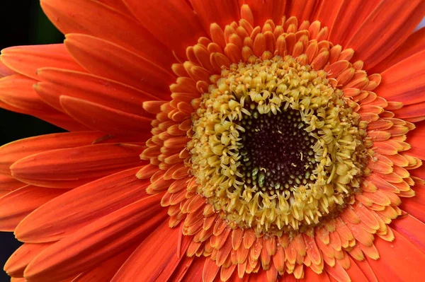 Όμορφο Λουλούδι Gerbera Κοντινή Θέα — Φωτογραφία Αρχείου