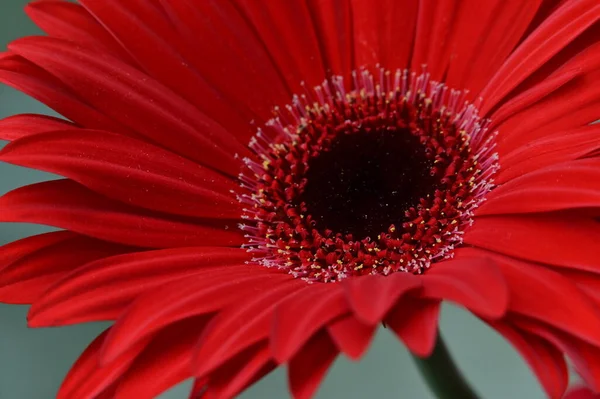 Красива Квітка Гербери Вид Зверху — стокове фото