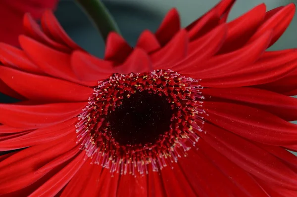 Smuk Gerbera Blomst Tæt Udsigt - Stock-foto