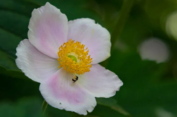Güzel Renkli Çiçeğe Yaklaş — Stok fotoğraf