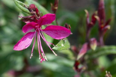 bahçede büyüyen güzel pembe çiçekler
