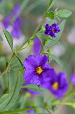 Bahçedeki güzel mor çiçekler