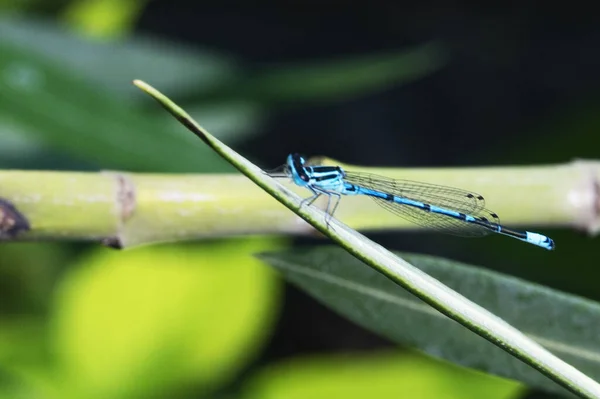 Bahçedeki Yeşil Yaprağın Üzerinde Mavi Yusufçuk — Stok fotoğraf