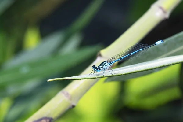 Libellule Bleue Sur Une Feuille Verte Dans Jardin — Photo