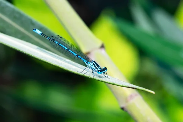 Blaue Libelle Auf Einem Grünen Blatt Garten — Stockfoto