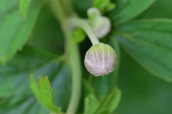 stock image close up of  bud in the garden