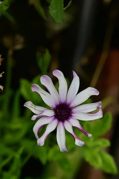 Close Beautiful Colorful Flower — Stock Photo, Image