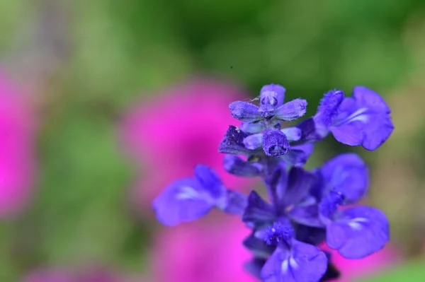 울긋불긋 아름다운 꽃들의 — 스톡 사진