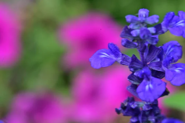 Nahaufnahme Von Schönen Bunten Blume — Stockfoto