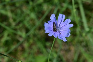 Bahçedeki mavi çiçeklerin üzerinde oturan arı.