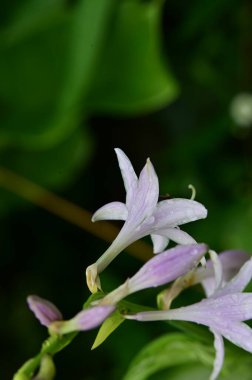 Bahçedeki güzel çiçekleri kapat.