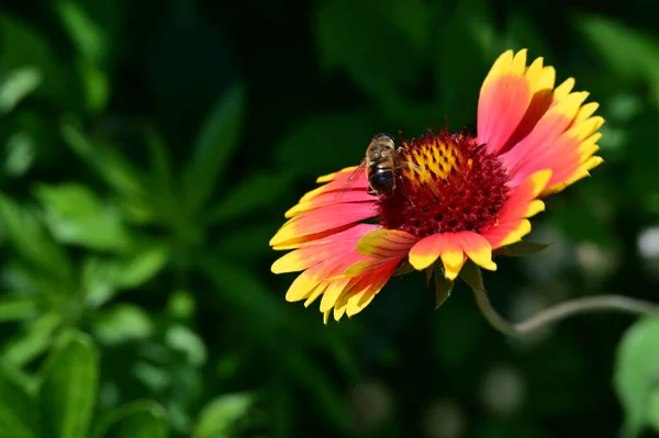 庭の花に蜂 — ストック写真