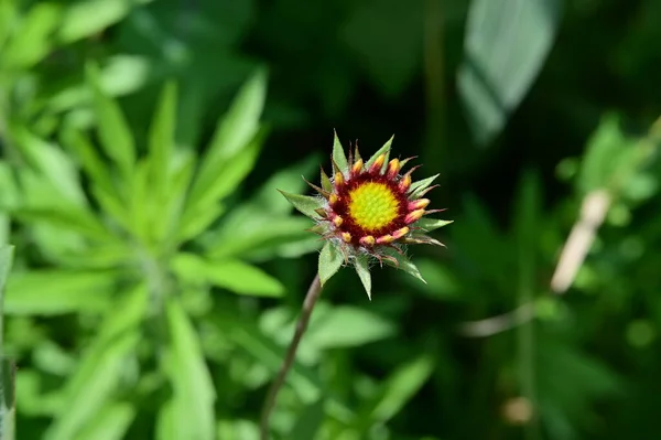 Güzel Renkli Çiçeğe Yaklaş — Stok fotoğraf