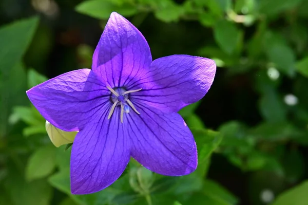 Zbliżenie Piękny Kolorowy Kwiat — Zdjęcie stockowe