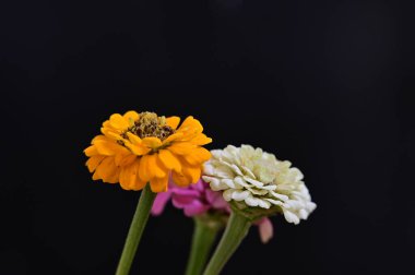 Siyah arka planda güzel bir çiçek, yaz konsepti, yakın görüş