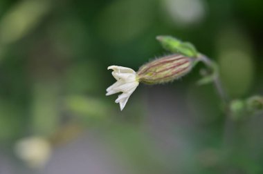 Güzel renkli çiçeğe yaklaş