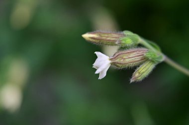 Güzel renkli çiçeğe yaklaş