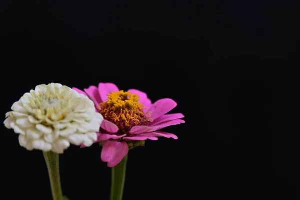 stock image beautiful flowers on black background