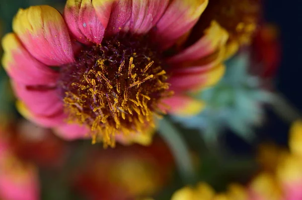 Primer Plano Hermosa Flor Colorida — Foto de Stock