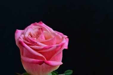 parlak gül siyah arkaplanda