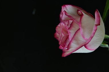 parlak gül siyah arkaplanda