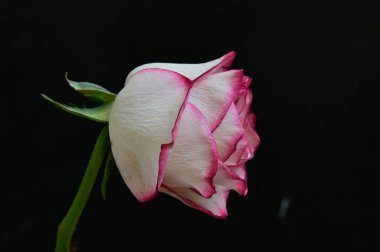 parlak gül siyah arkaplanda