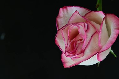 parlak gül siyah arkaplanda