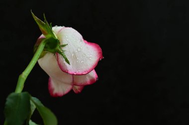 parlak gül siyah arkaplanda