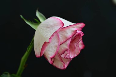 parlak gül siyah arkaplanda