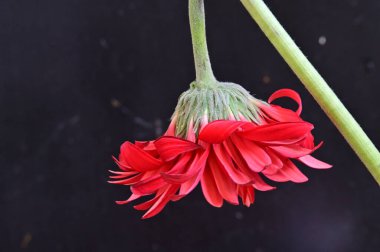 Siyah arkaplanda parlak gerbera