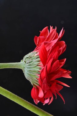 Siyah arkaplanda parlak gerbera
