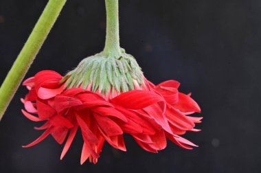 Siyah arkaplanda parlak gerbera