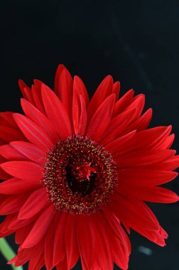 Siyah arkaplanda parlak gerbera
