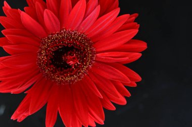 Siyah arkaplanda parlak gerbera