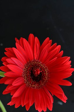 Siyah arkaplanda parlak gerbera