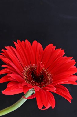Siyah arkaplanda parlak gerbera
