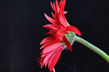 Siyah arkaplanda parlak gerbera