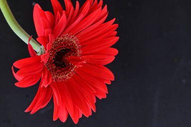 Siyah arkaplanda parlak gerbera