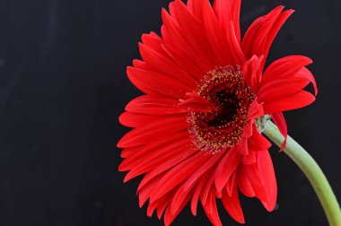 Siyah arkaplanda parlak gerbera
