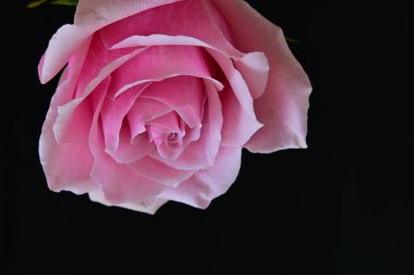 parlak gül siyah arkaplanda