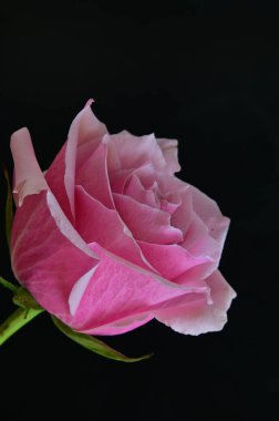 parlak gül siyah arkaplanda