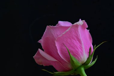 parlak gül siyah arkaplanda