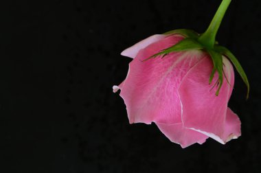 parlak gül siyah arkaplanda