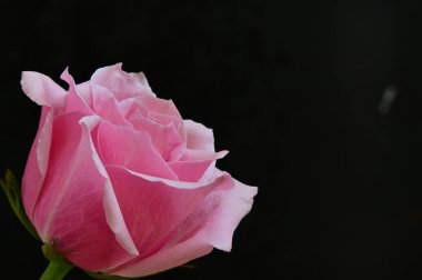 parlak gül siyah arkaplanda