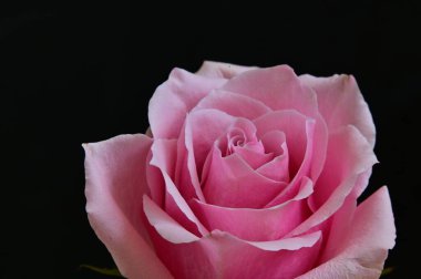 parlak gül siyah arkaplanda