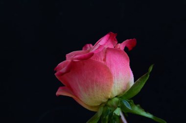 parlak gül siyah arkaplanda