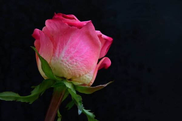 Bright rose on a black background